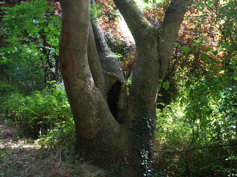Large Tree with Hollow Trunk