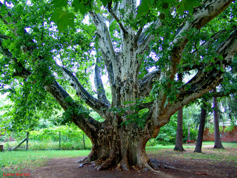 Large Tree with Peeling Bark