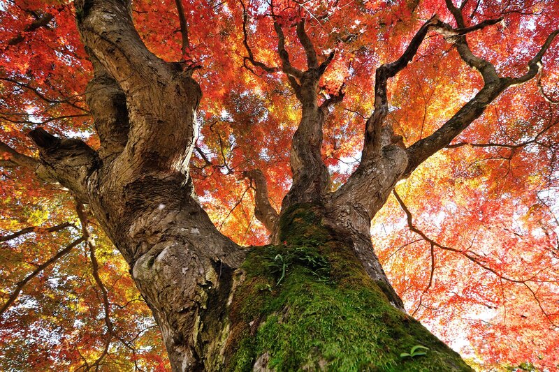Large Tree with Red Leaves — Serene