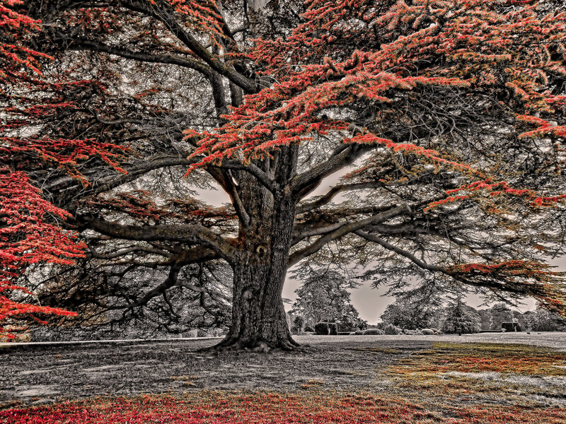 Large Tree with Red Leaves