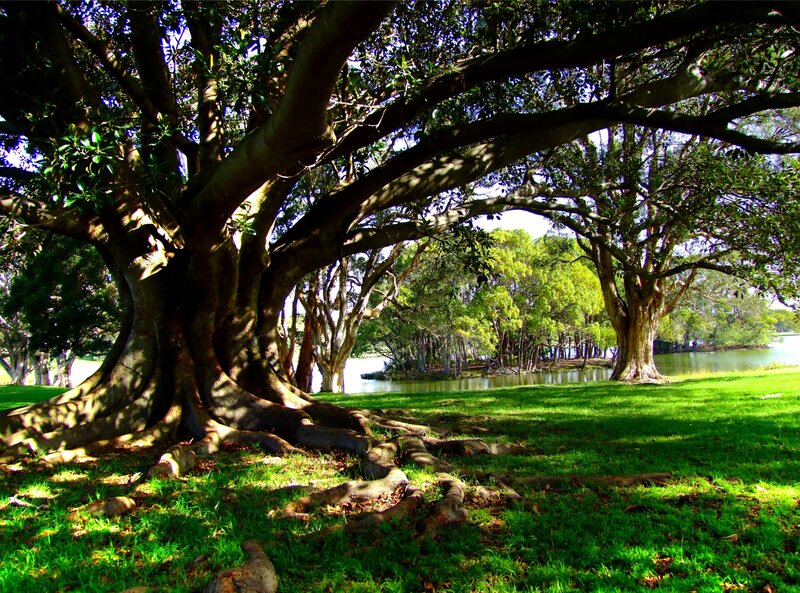 Large Tree with Roots
