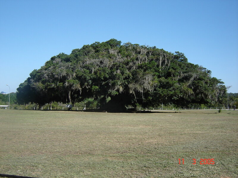 Large tree with Spanish moss