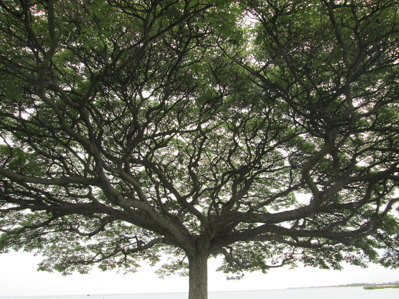 Large Tree with Spreading Branches