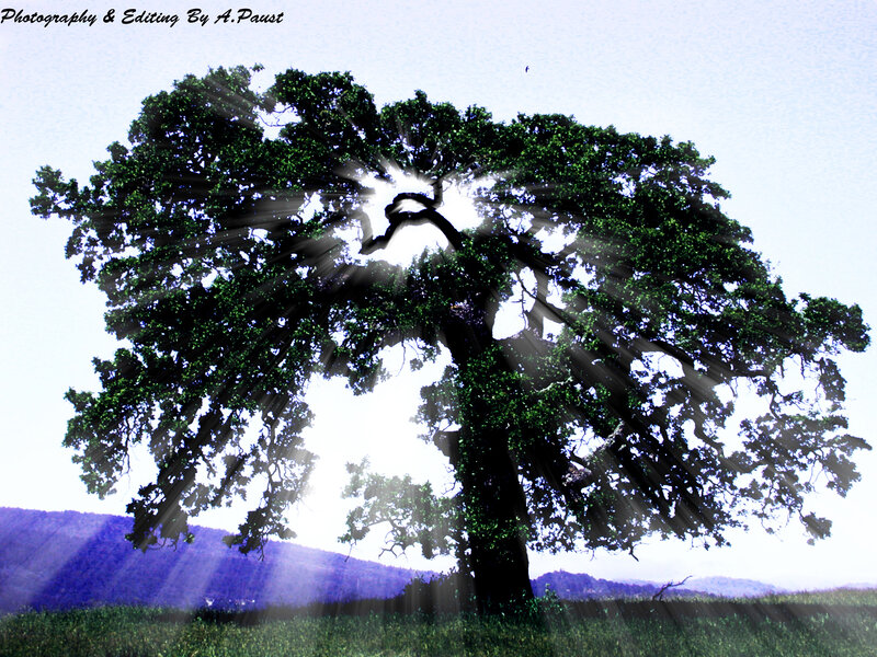 Large Tree with Sun Rays