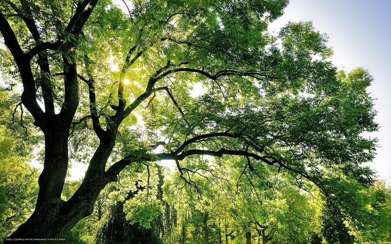 Large Tree with Sunlight — Green