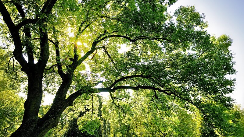 Large Tree with Sunlit Leaves — Green, Serene, Afternoon, Photograph, Sunlight, Sky