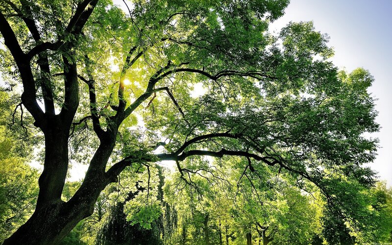 Large Tree with Sunlit Leaves — Green, Serene, Afternoon