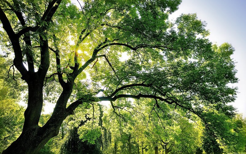 Large Tree with Sunlit Leaves — Green, Serene