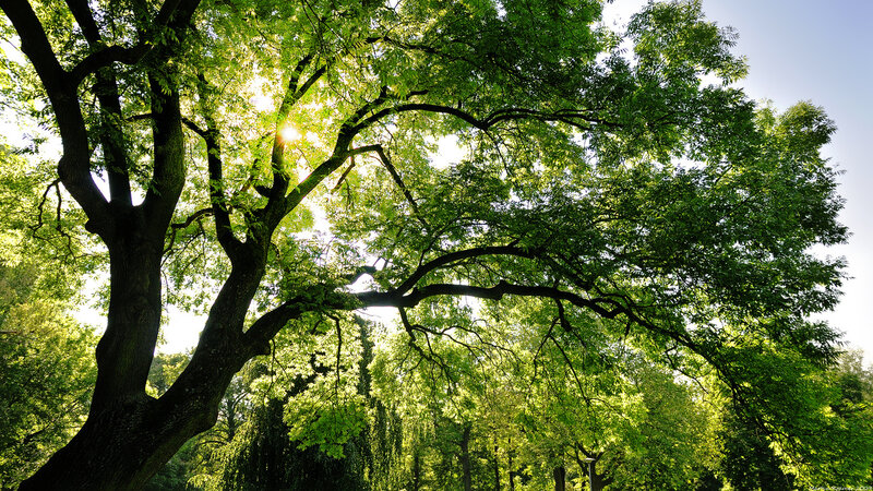 Large Tree with Sunlit Leaves — Green