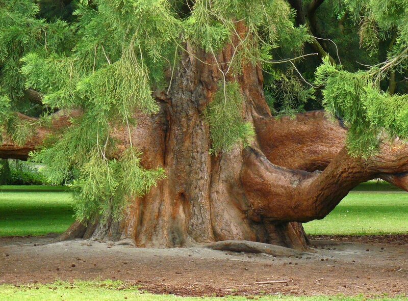 Large tree with thick trunk