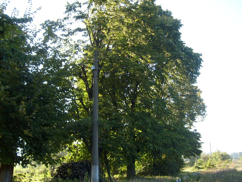 Large Tree with Utility Pole