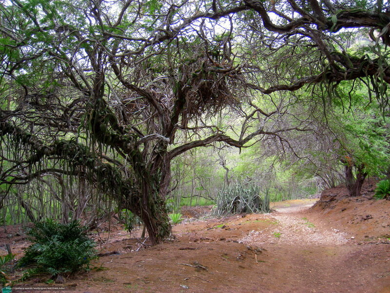 Large Tree with Vines — Green