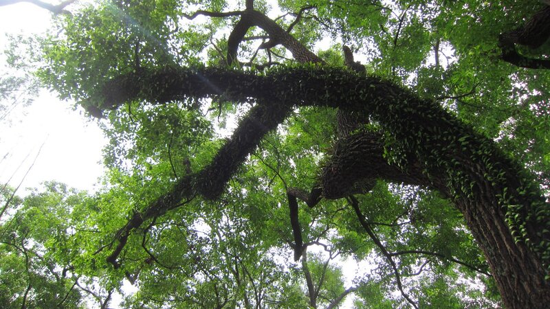 Large Tree with Vines
