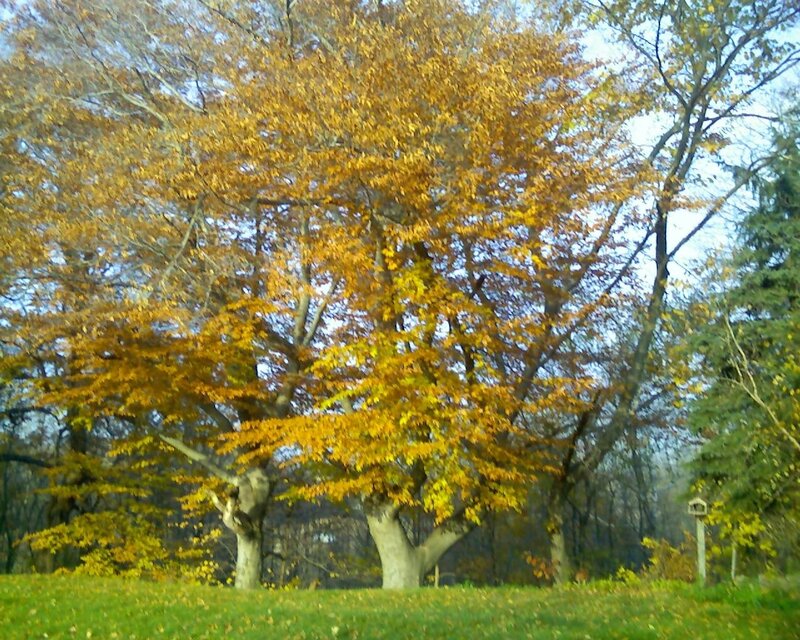 Large Tree with Yellow Leaves — Calm