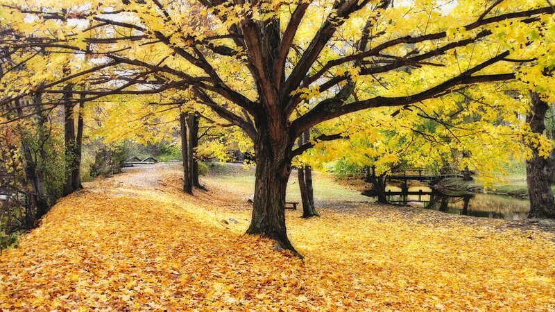 Large Tree with Yellow Leaves — Serene, Autumn, Photograph, Fallen Leaves
