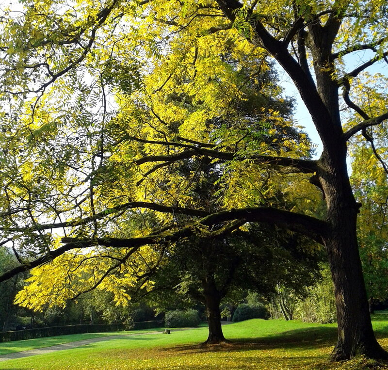 Large Tree with Yellow Leaves — Serene
