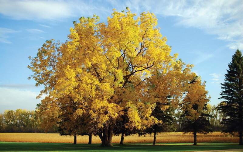 Large Tree with Yellow Leaves