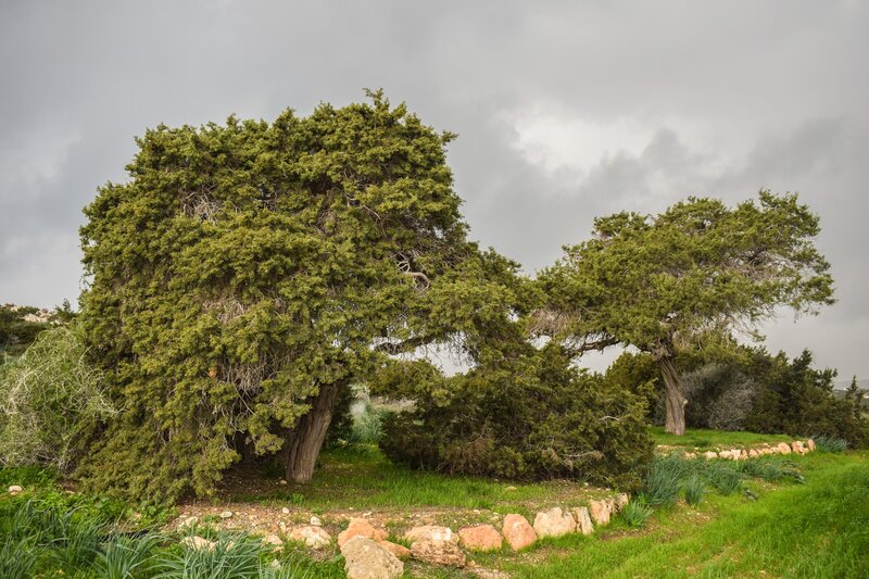 Large trees in a grassy field