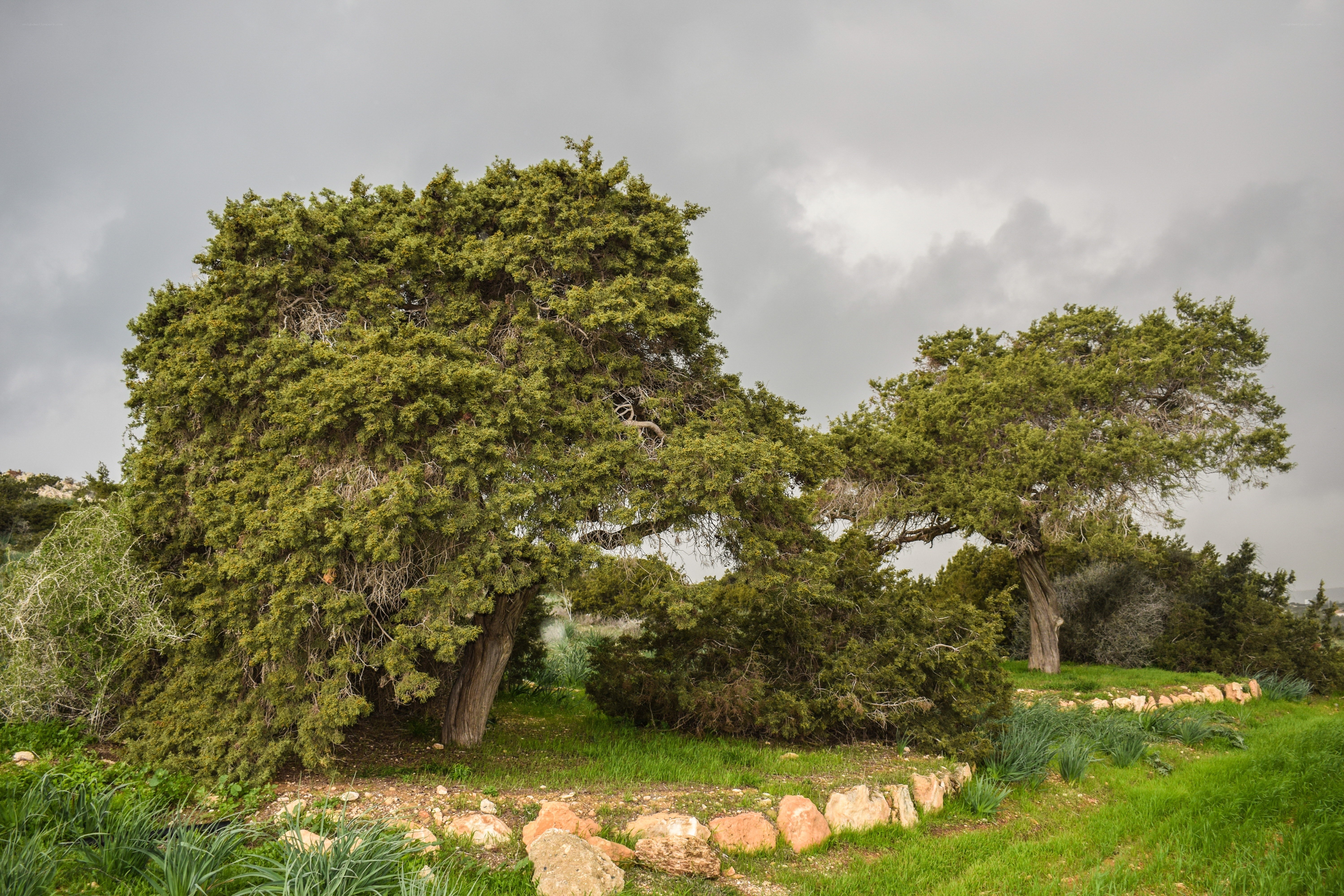 Large trees in a grassy field