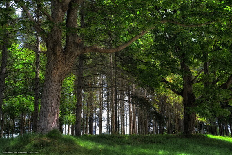 Large Trees in Forest — Green