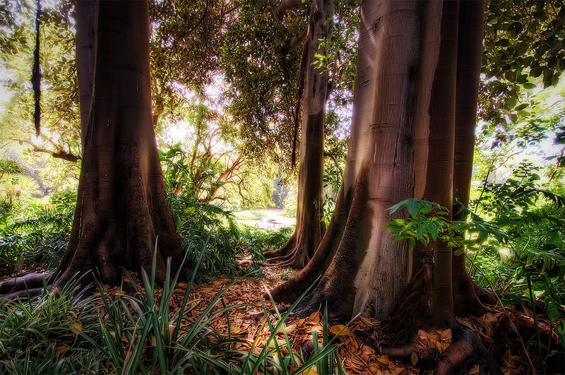 Large Trees in Forest