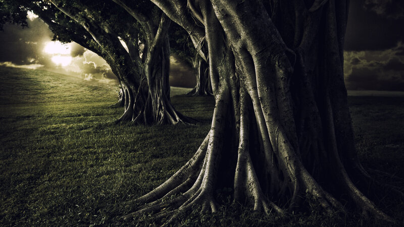 Large Trees with Exposed Roots — Green