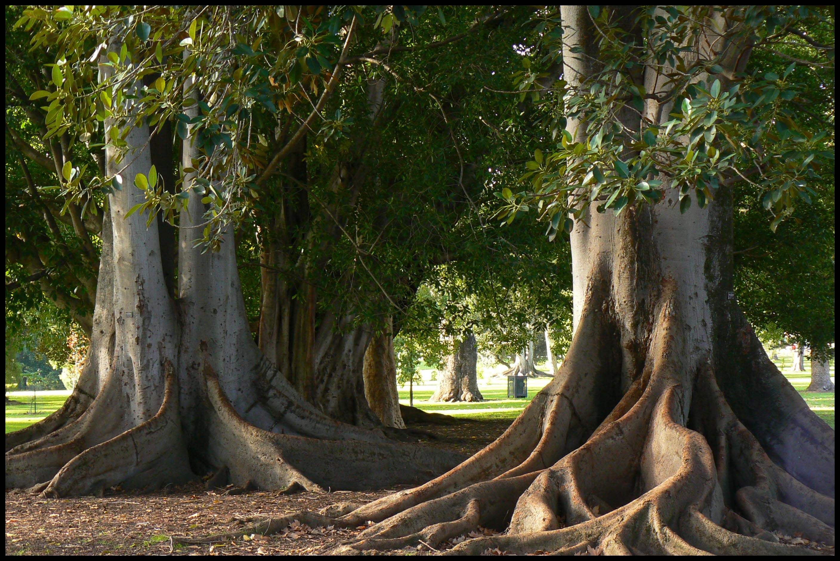 Large trees with exposed roots