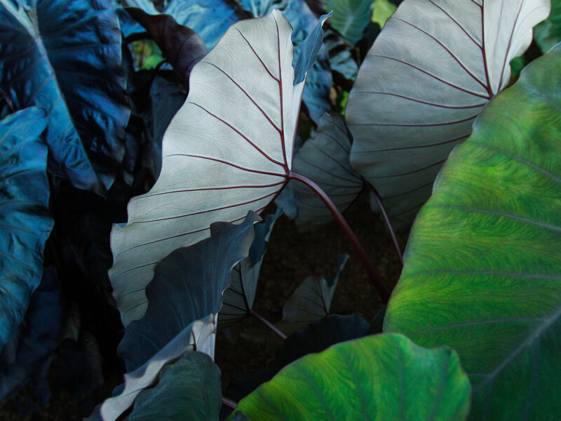 Large Tropical Leaves