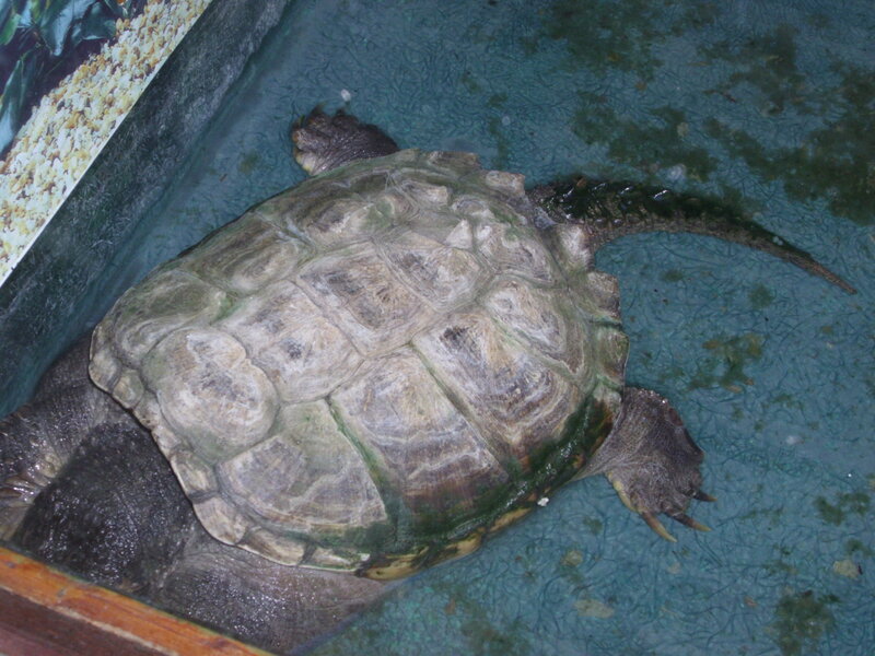 Large Turtle in Enclosure