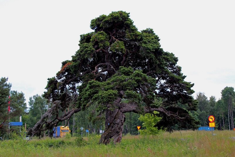 Large Twisted Pine Tree