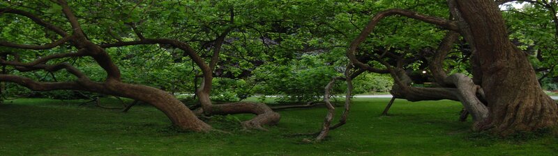 Large Twisted Trees
