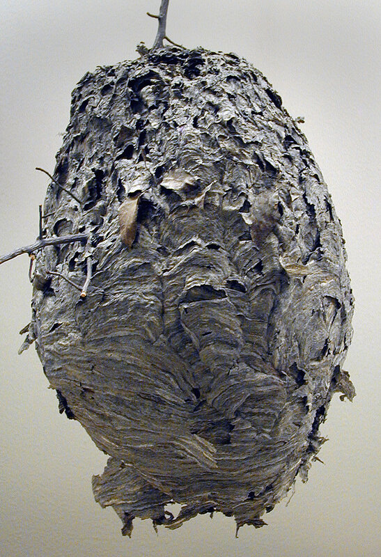 Large wasp nest hanging from branch