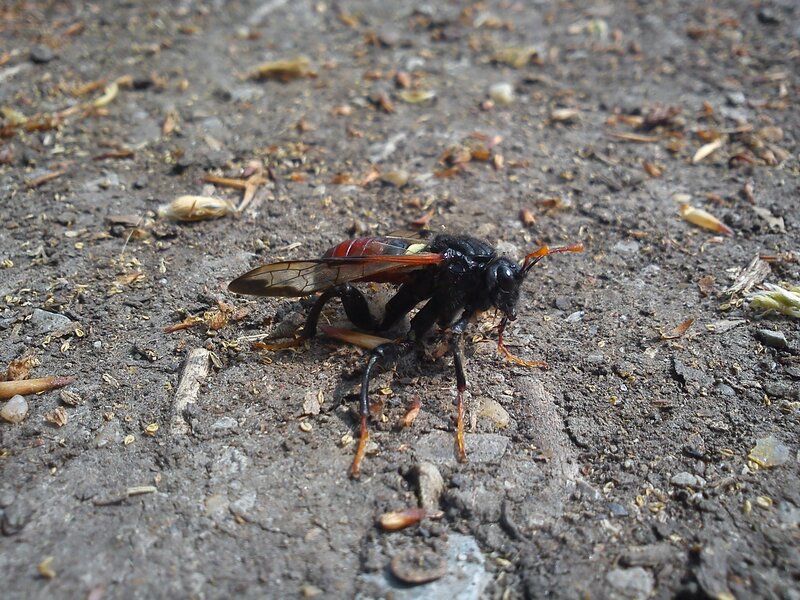 large wasp on ground