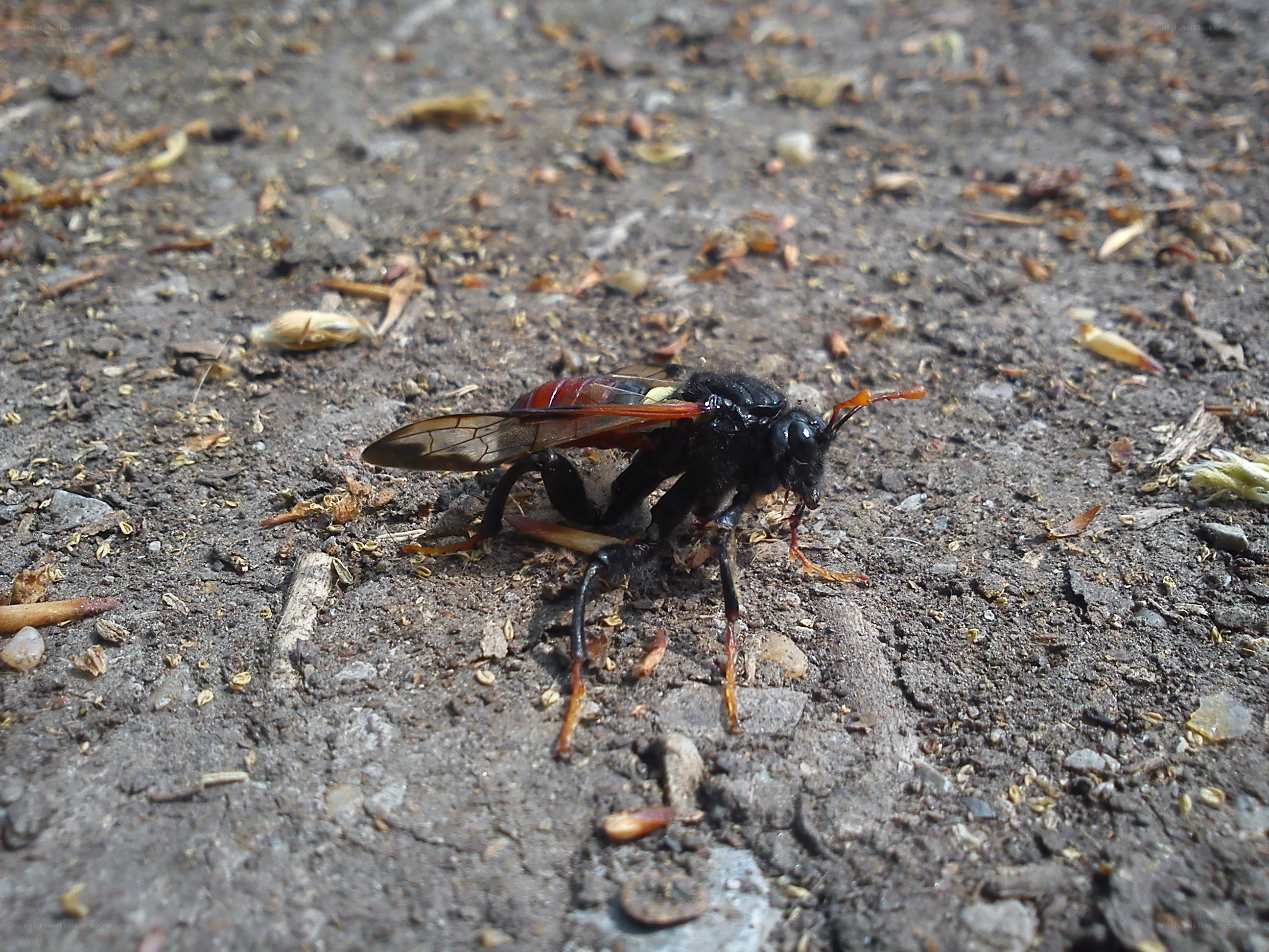 large wasp on ground