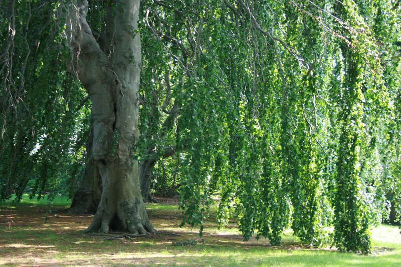 Large weeping beech tree