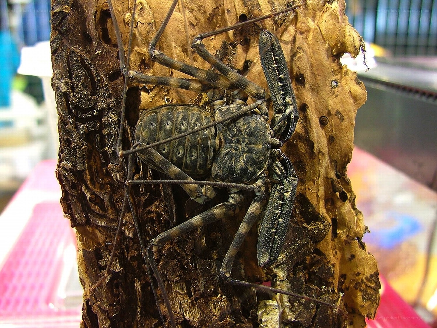 large whip spider on wood