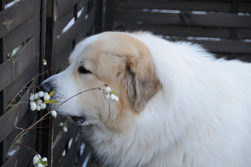 Large White Dog Sniffing Berries
