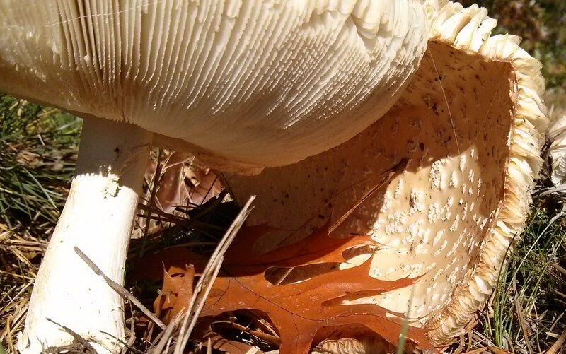Large White Mushroom