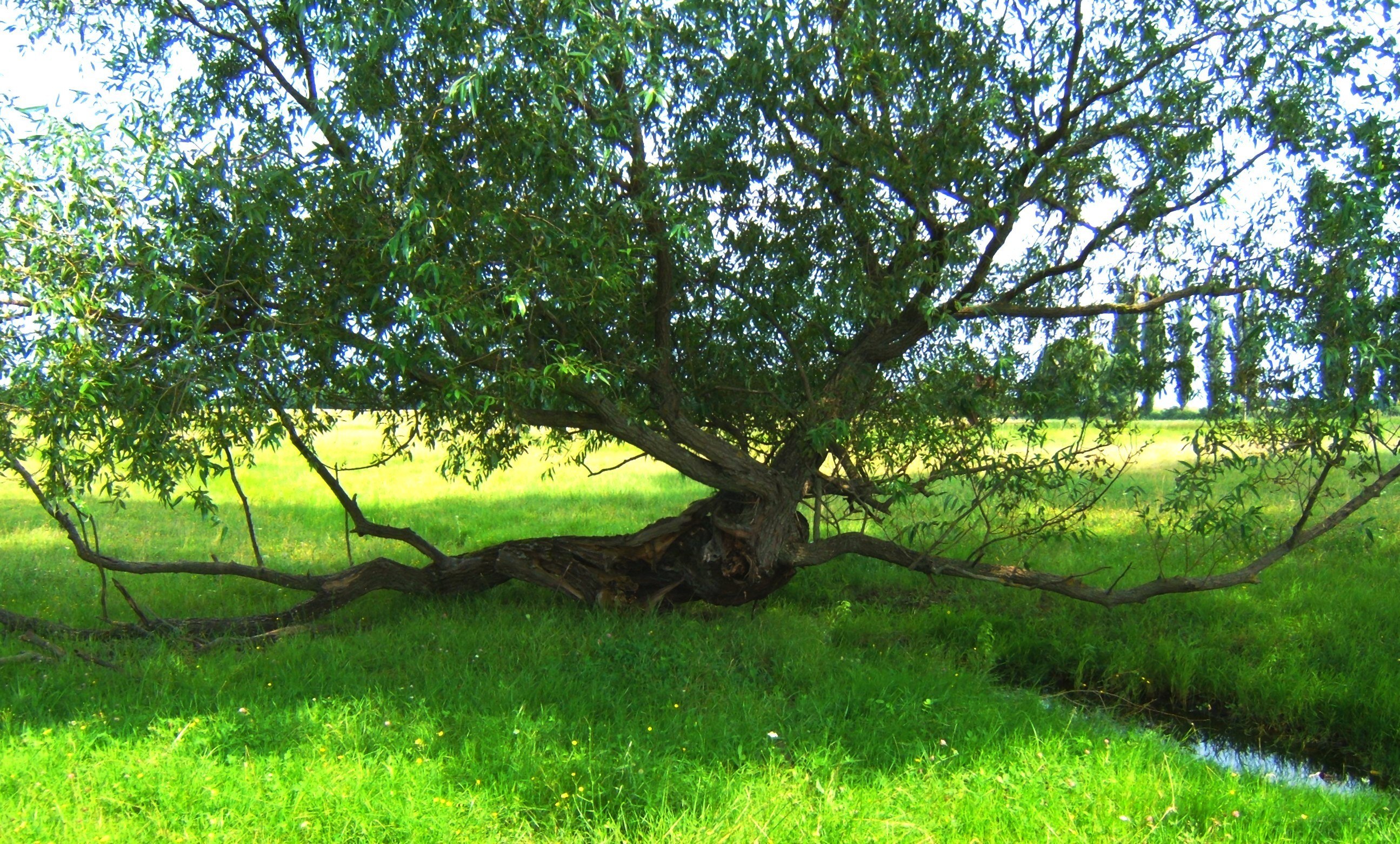 Large willow tree in a field
