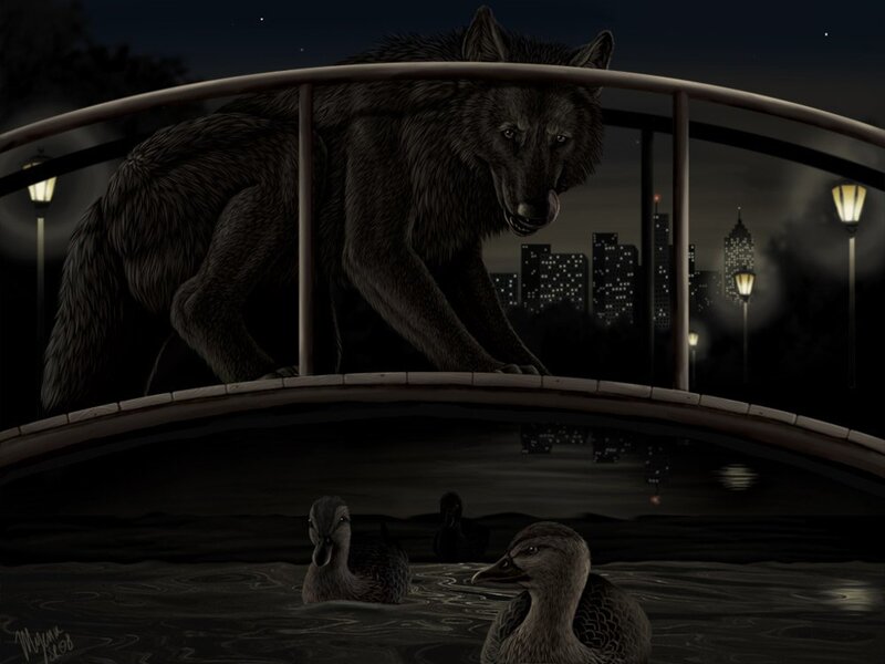 Large Wolf on Bridge