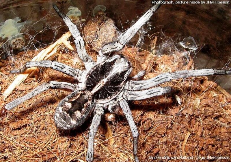 Large Wolf Spider