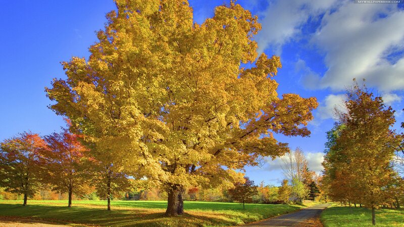 Large Yellow-leafed Tree