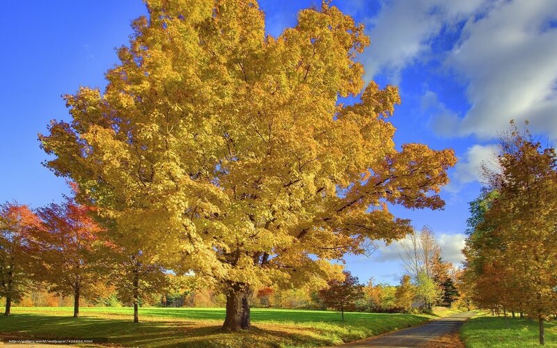 Large Yellow-leafed Tree — Yellow, Serene, Autumn, Photograph