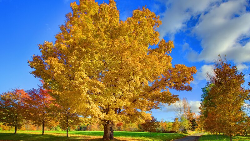 Large Yellow-leafed Tree — Yellow, Serene, Autumn