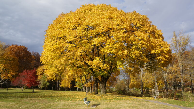 Large Yellow-leafed Tree — Yellow, Serene
