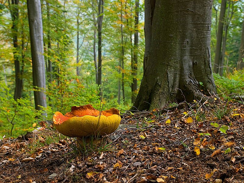 Large Yellow Mushroom
