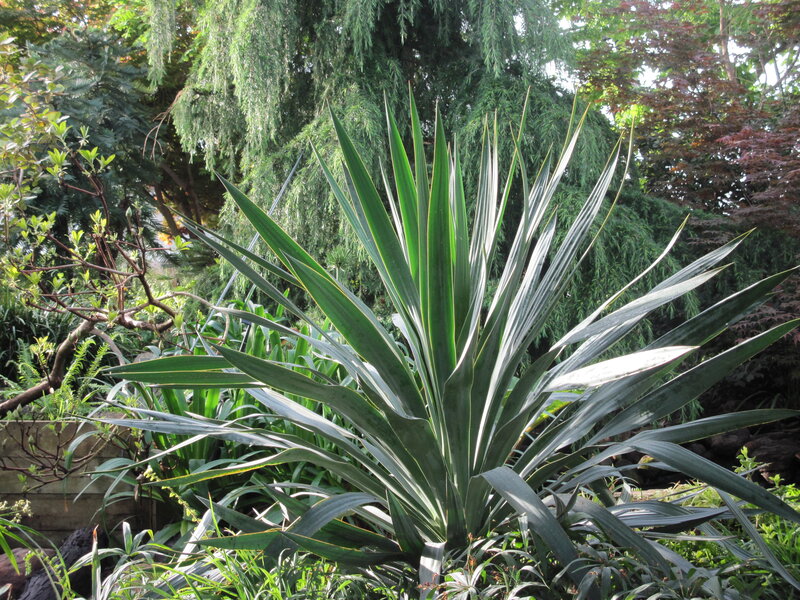 Large Yucca Plant