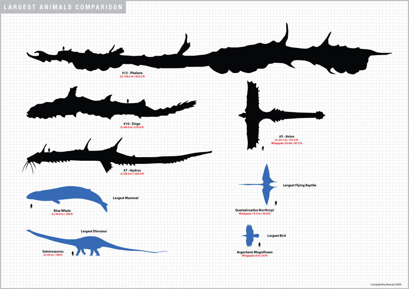 Largest Animals Comparison