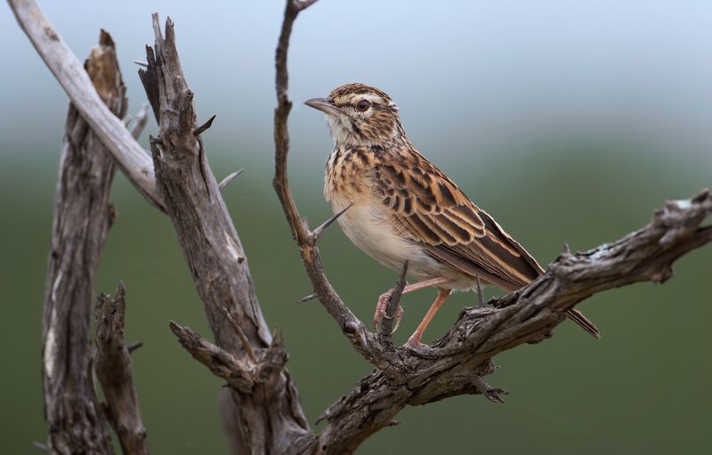 Lark Perched on Branch