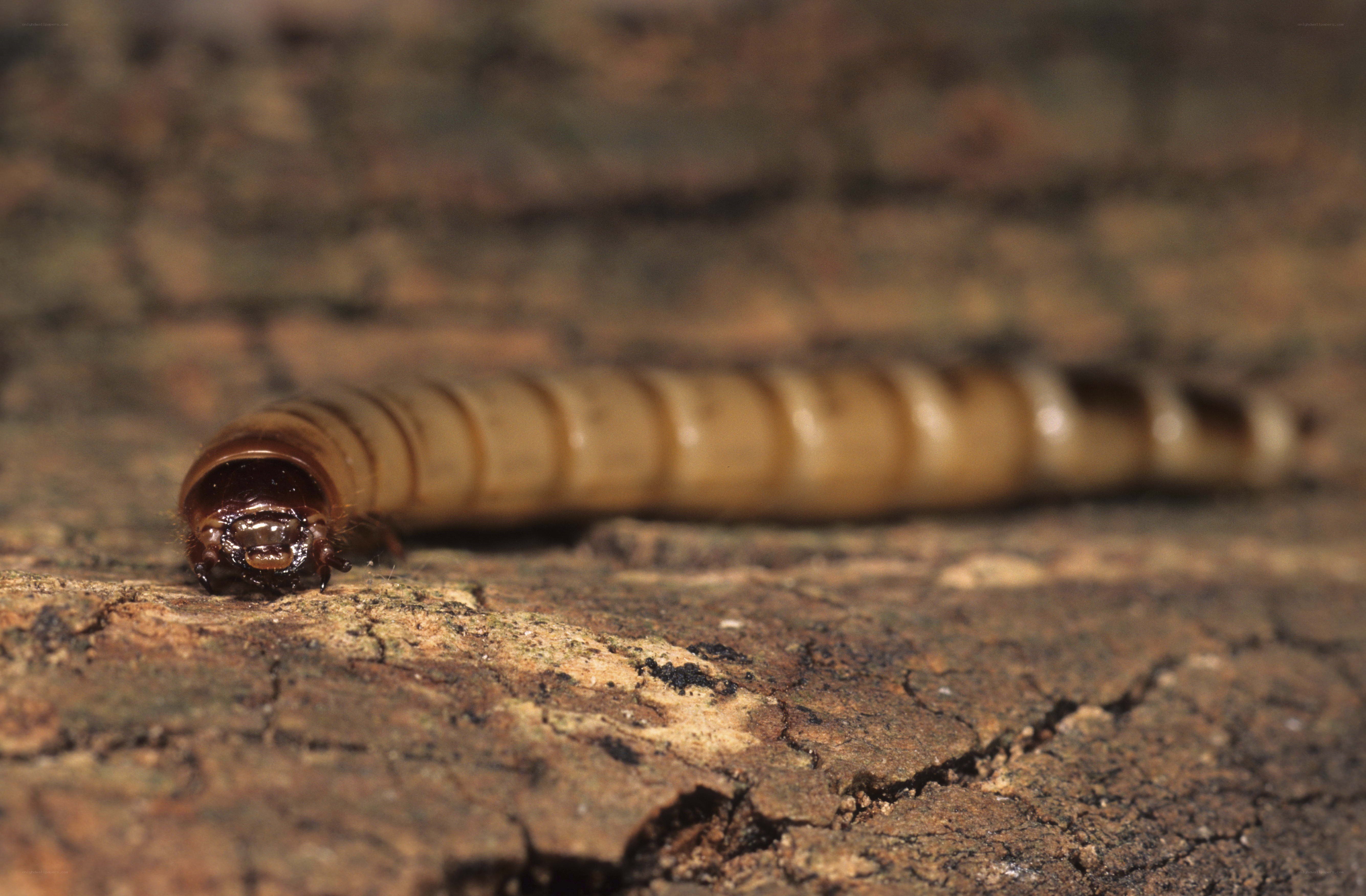 larva on decaying wood